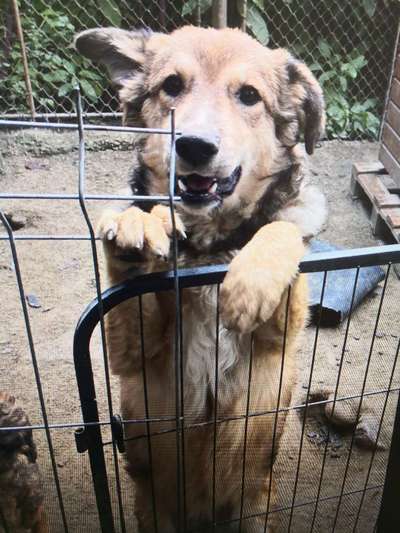Tierschutzhunde suchen ein Zuhause-Beitrag-Bild