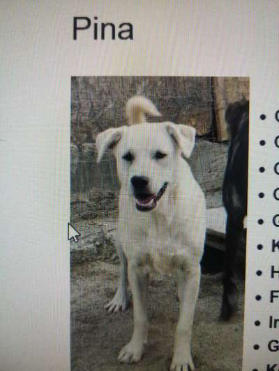 Tierschutzhunde suchen ein Zuhause-Beitrag-Bild