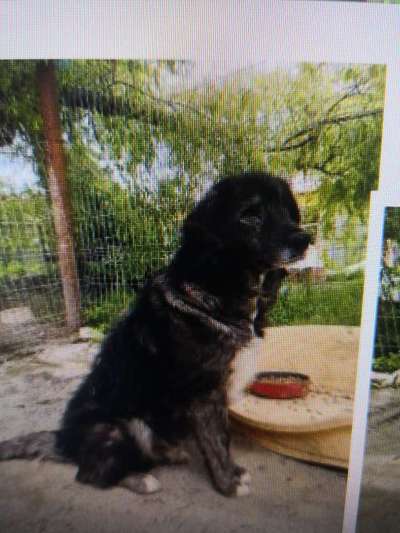 Tierschutzhunde suchen ein Zuhause-Beitrag-Bild