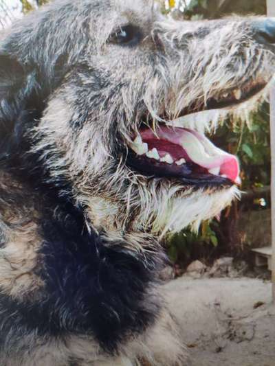 Tierschutzhunde suchen ein Zuhause-Beitrag-Bild