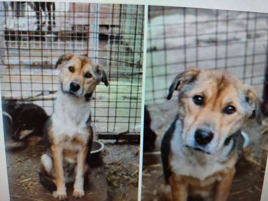 Tierschutzhunde suchen ein Zuhause-Beitrag-Bild