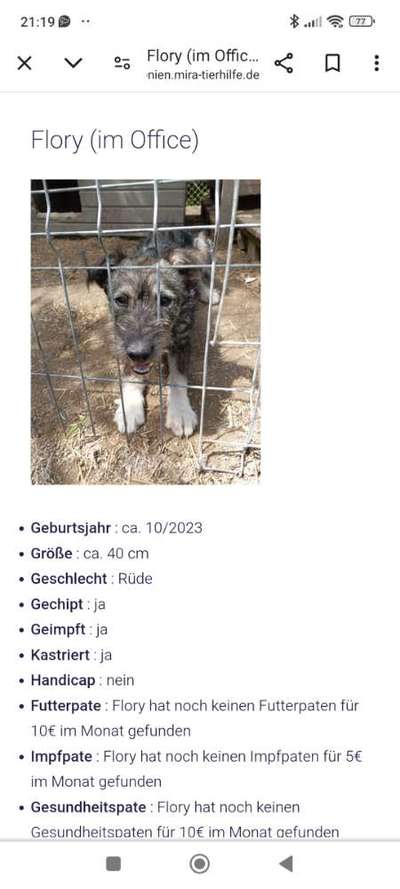 Tierschutzhunde suchen ein Zuhause-Beitrag-Bild