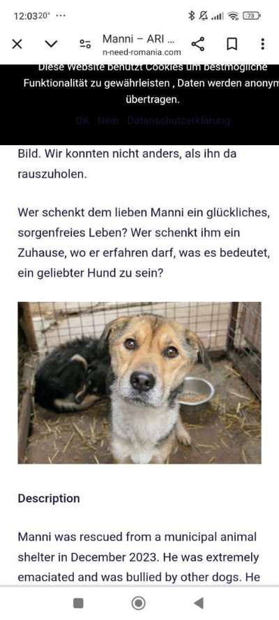 Tierschutzhunde suchen ein Zuhause-Beitrag-Bild