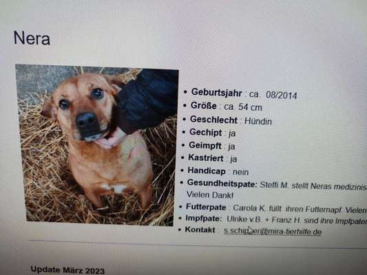 Tierschutzhunde suchen ein Zuhause-Beitrag-Bild