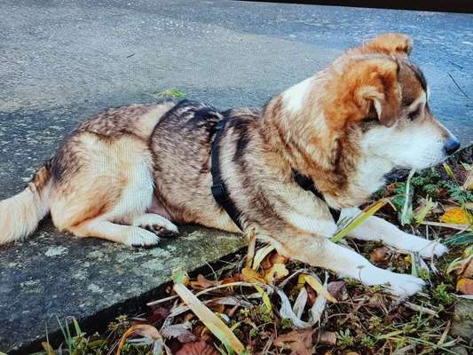 Tierschutzhunde suchen ein Zuhause-Beitrag-Bild