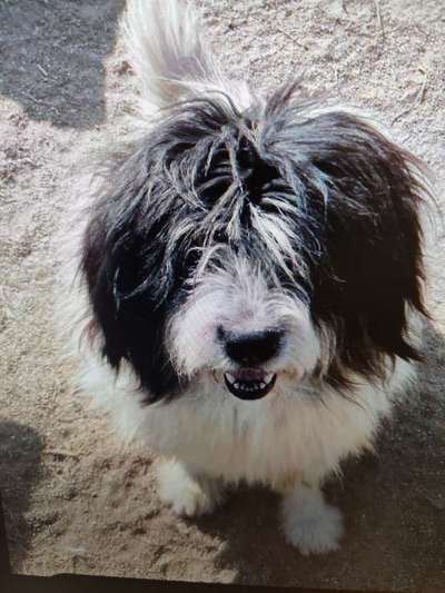 Tierschutzhunde suchen ein Zuhause-Beitrag-Bild