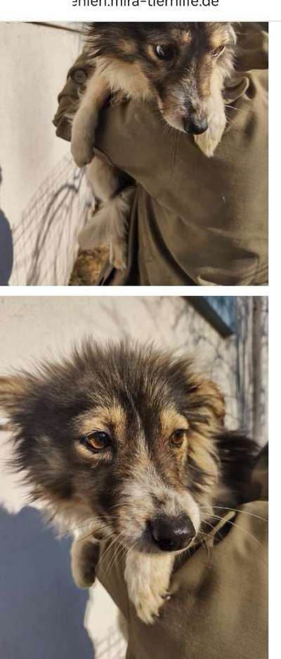 Tierschutzhunde suchen ein Zuhause-Beitrag-Bild