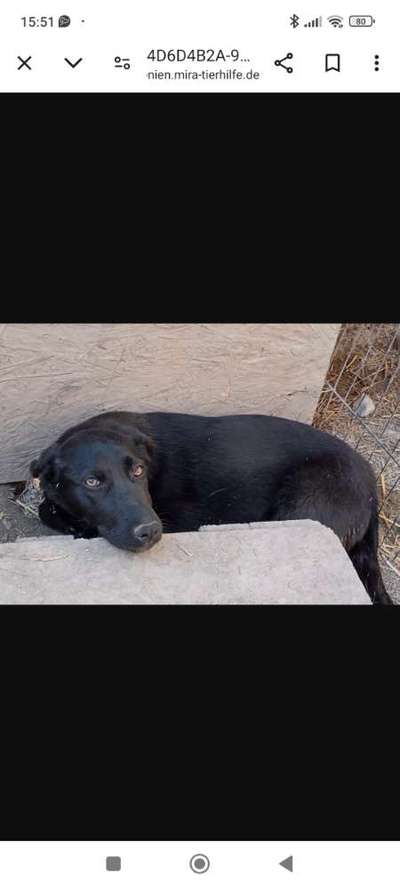 Tierschutzhunde suchen ein Zuhause-Beitrag-Bild