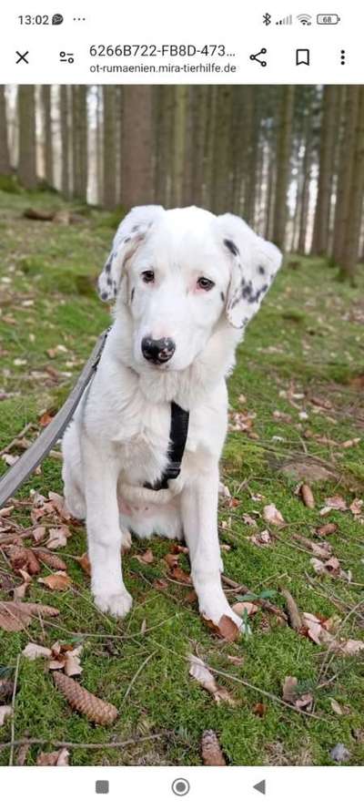 Tierschutzhunde suchen ein Zuhause-Beitrag-Bild