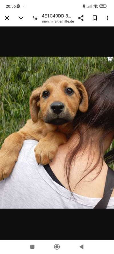 Tierschutzhunde suchen ein Zuhause-Beitrag-Bild