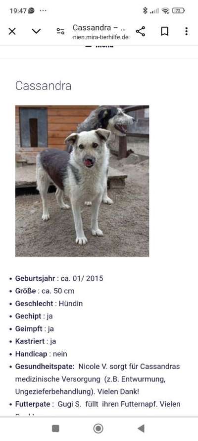 Tierschutzhunde suchen ein Zuhause-Beitrag-Bild