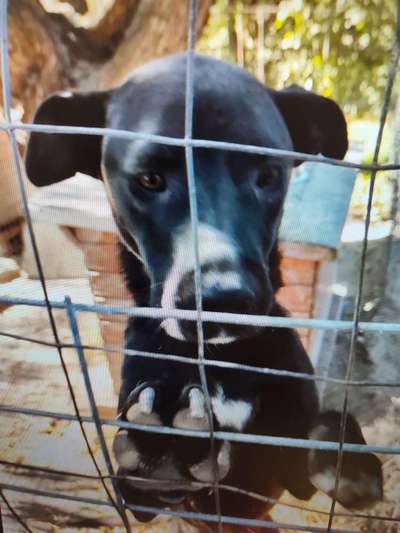 Tierschutzhunde suchen ein Zuhause-Beitrag-Bild