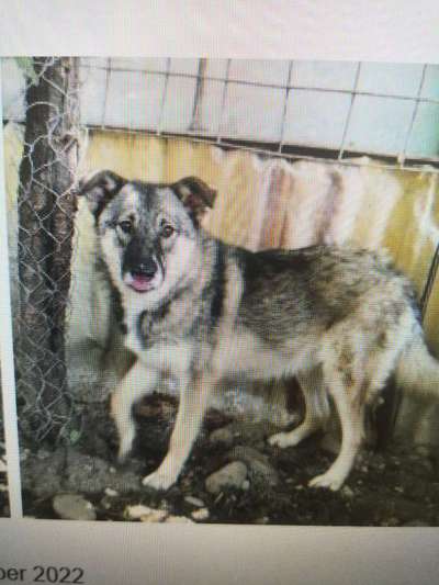 Tierschutzhunde suchen ein Zuhause-Beitrag-Bild