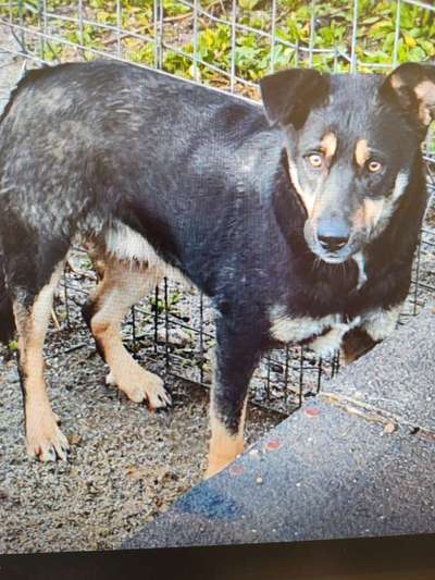 Tierschutzhunde suchen ein Zuhause-Beitrag-Bild
