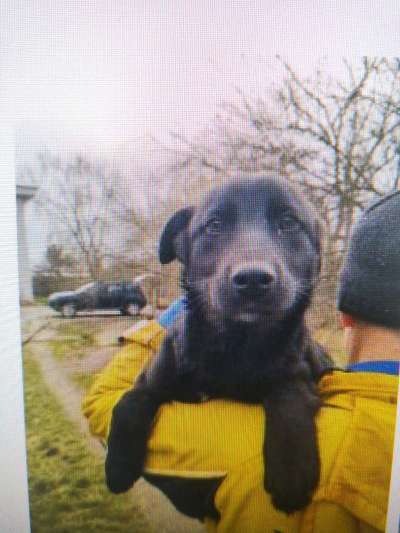 Tierschutzhunde suchen ein Zuhause-Beitrag-Bild