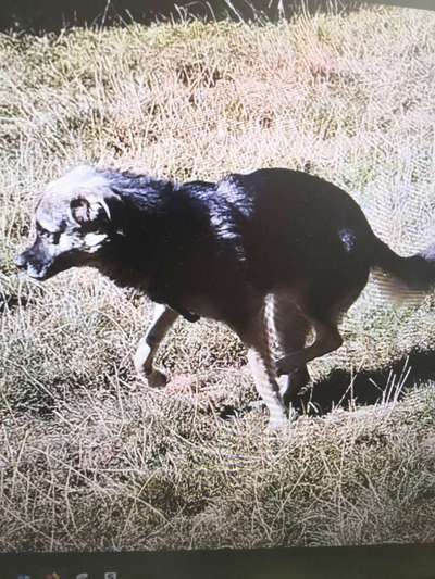 Tierschutzhunde suchen ein Zuhause-Beitrag-Bild