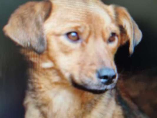 Tierschutzhunde suchen ein Zuhause-Beitrag-Bild