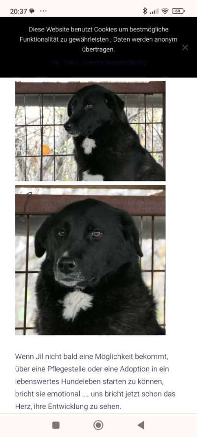 Tierschutzhunde suchen ein Zuhause-Beitrag-Bild