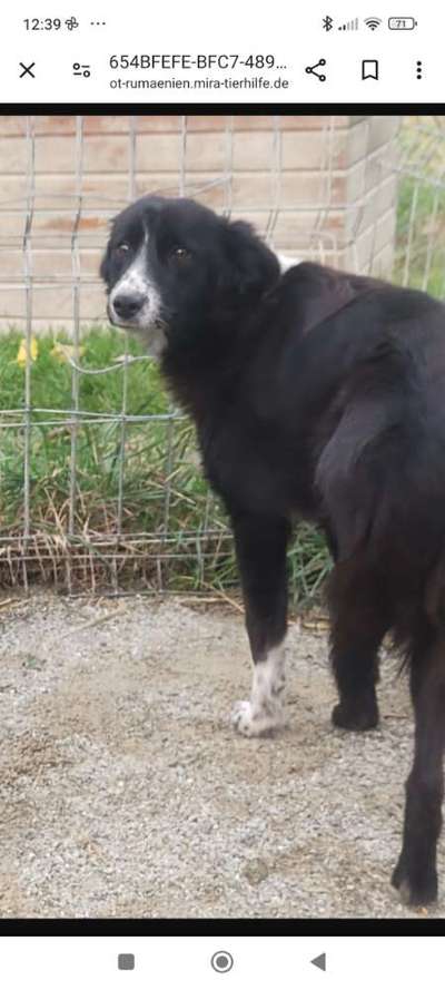 Tierschutzhunde suchen ein Zuhause-Beitrag-Bild