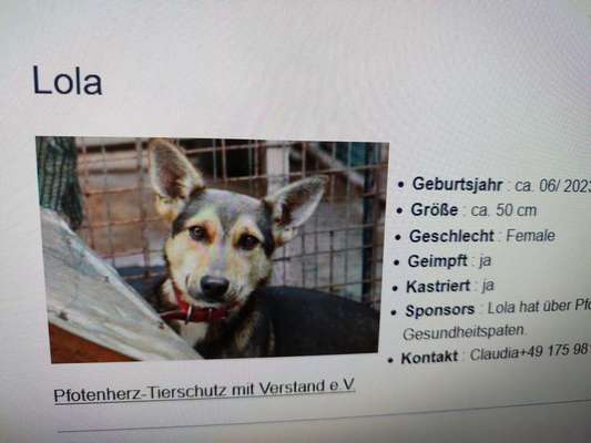 Tierschutzhunde suchen ein Zuhause-Beitrag-Bild