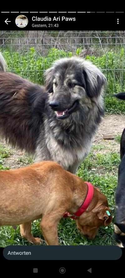 Tierschutzhunde suchen ein Zuhause-Beitrag-Bild