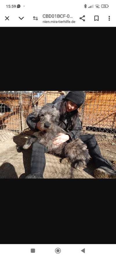 Tierschutzhunde suchen ein Zuhause-Beitrag-Bild