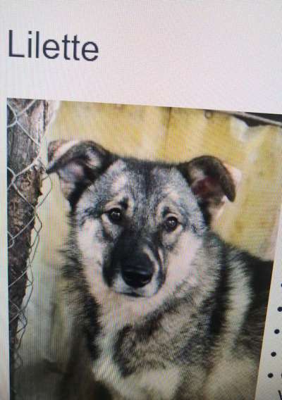 Tierschutzhunde suchen ein Zuhause-Beitrag-Bild