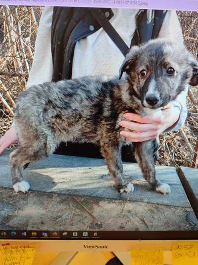 Tierschutzhunde suchen ein Zuhause-Beitrag-Bild