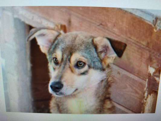 Tierschutzhunde suchen ein Zuhause-Beitrag-Bild