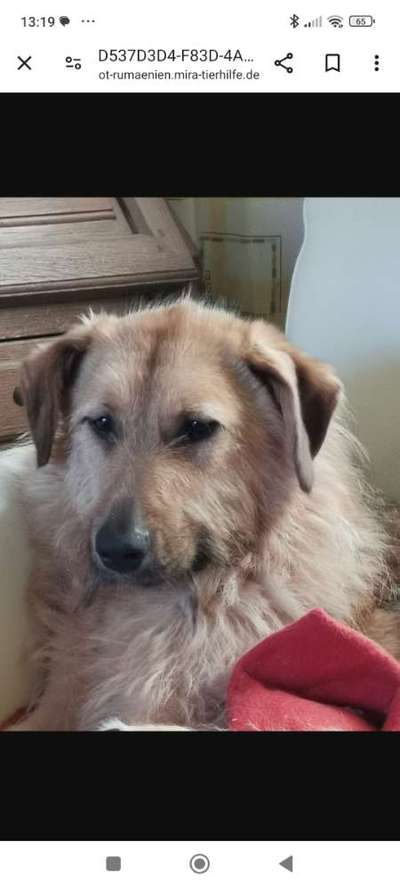 Tierschutzhunde suchen ein Zuhause-Beitrag-Bild