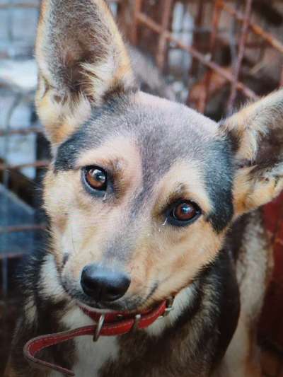 Tierschutzhunde suchen ein Zuhause-Beitrag-Bild