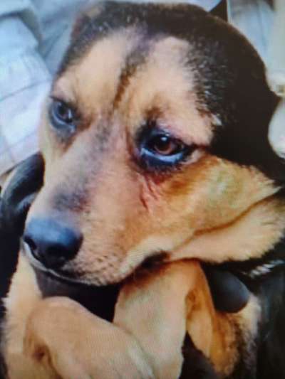 Tierschutzhunde suchen ein Zuhause-Beitrag-Bild