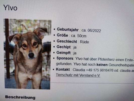 Tierschutzhunde suchen ein Zuhause-Beitrag-Bild