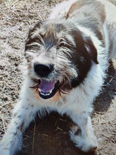 Tierschutzhunde suchen ein Zuhause-Beitrag-Bild