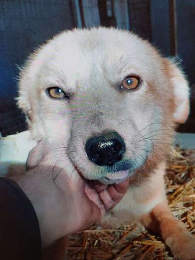 Tierschutzhunde suchen ein Zuhause-Beitrag-Bild