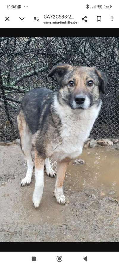 Tierschutzhunde suchen ein Zuhause-Beitrag-Bild