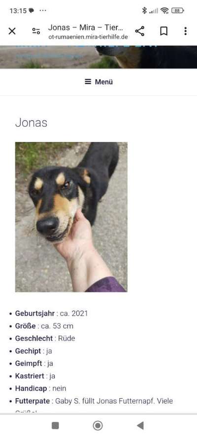 Tierschutzhunde suchen ein Zuhause-Beitrag-Bild