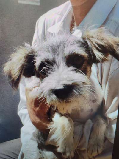 Tierschutzhunde suchen ein Zuhause-Beitrag-Bild