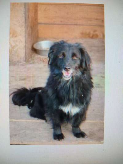 Tierschutzhunde suchen ein Zuhause-Beitrag-Bild