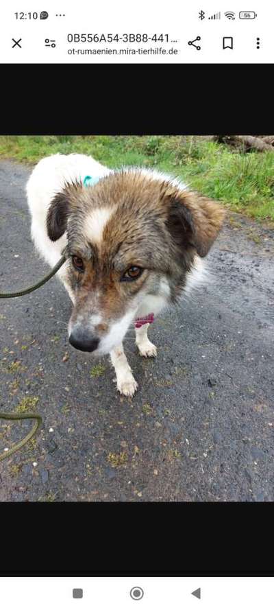 Tierschutzhunde suchen ein Zuhause-Beitrag-Bild