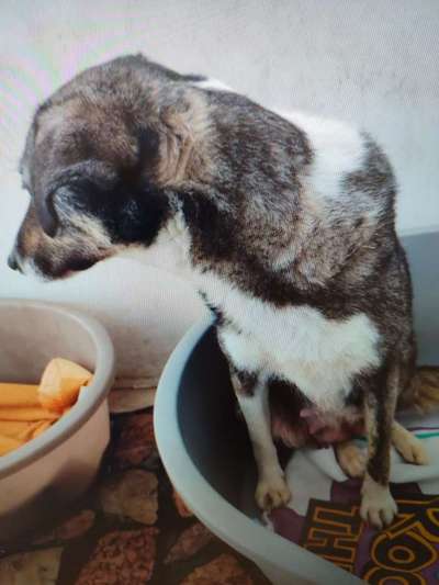 Tierschutzhunde suchen ein Zuhause-Beitrag-Bild