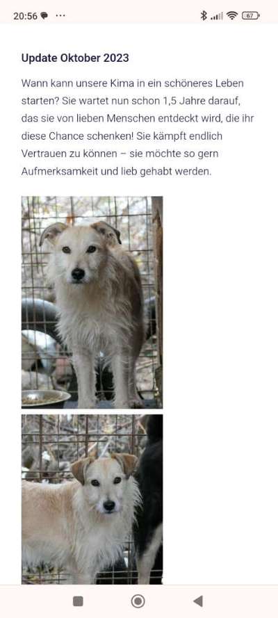 Tierschutzhunde suchen ein Zuhause-Beitrag-Bild