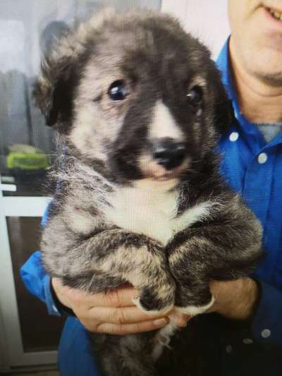 Tierschutzhunde suchen ein Zuhause-Beitrag-Bild