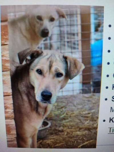 Tierschutzhunde suchen ein Zuhause-Beitrag-Bild