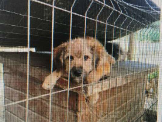 Tierschutzhunde suchen ein Zuhause-Beitrag-Bild