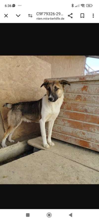 Tierschutzhunde suchen ein Zuhause-Beitrag-Bild