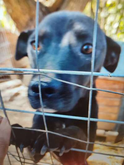 Tierschutzhunde suchen ein Zuhause-Beitrag-Bild