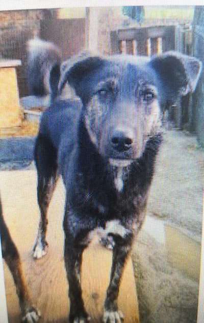 Tierschutzhunde suchen ein Zuhause-Beitrag-Bild