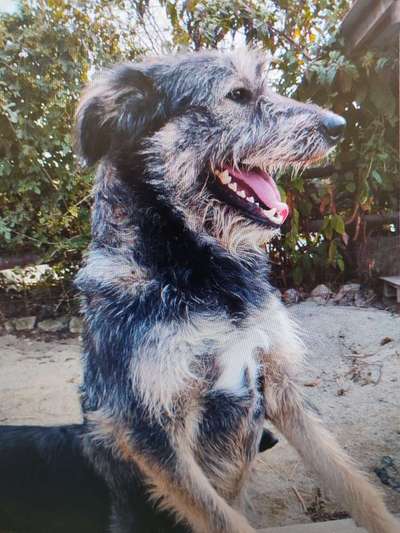 Tierschutzhunde suchen ein Zuhause-Beitrag-Bild