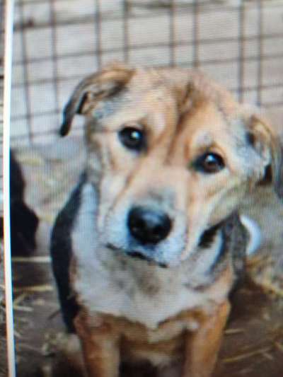 Tierschutzhunde suchen ein Zuhause-Beitrag-Bild